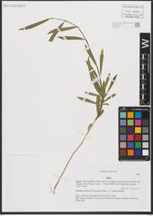 Foto von Salix L.